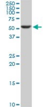 Monoclonal Anti-STK17A, (C-terminal) antibody produced