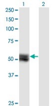 Monoclonal Anti-TNS4 antibody produced in