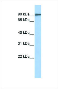 Anti-GTSE1 (ab1) antibody produced in