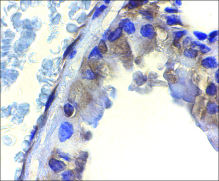Anti-ICAD antibody produced in rabbit