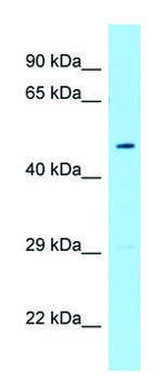 Anti-FLOT1 (C-terminal) antibody produced in