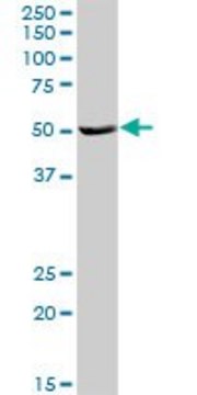 Anti-HSFX1 antibody produced in rabbit