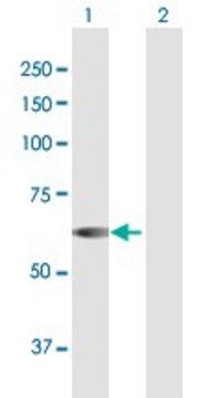 Anti-NUP54 antibody produced in rabbit