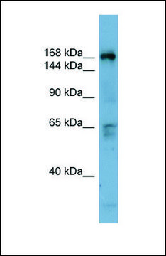 Anti-DOCK2 antibody produced in rabbit