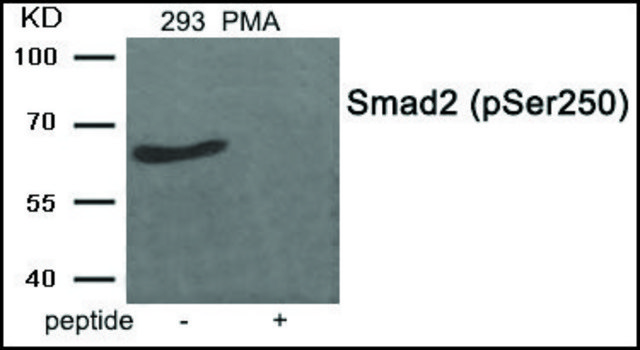Anti-phospho-Smad2 (pSer²??) antibody produced in