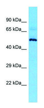Anti-MIEF2 (N-terminal) antibody produced in