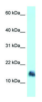 Anti-SRGN (N-terminal) antibody produced in