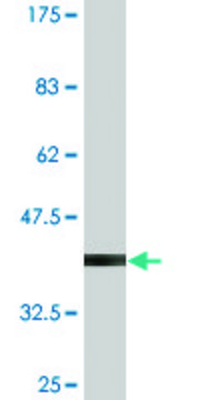 Monoclonal Anti-AKAP12, (C-terminal) antibody produced