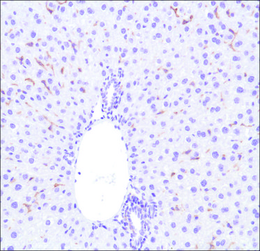 Anti-F4/80 antibody, Rabbit monoclonal