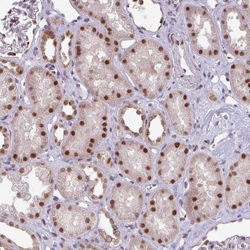 Anti-SWSAP1 antibody produced in rabbit