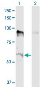 Anti-MSL2 antibody produced in rabbit