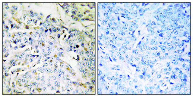 Anti-RBM34 antibody produced in rabbit