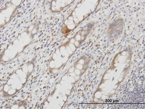 Monoclonal Anti-AQP8 antibody produced in