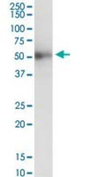 ANTI-ISLR antibody produced in mouse