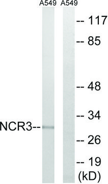 Anti-NCR3 antibody produced in rabbit