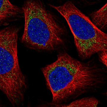 Anti-MRPL57 antibody produced in rabbit