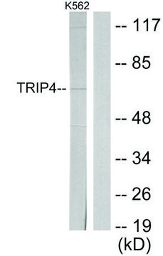 Anti-TRIP4 antibody produced in rabbit