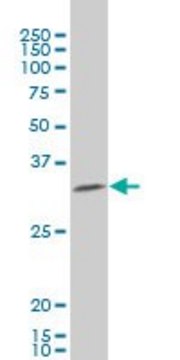 ANTI-HEYL antibody produced in mouse