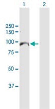 Anti-MCM10 antibody produced in rabbit