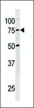 Anti-NUP54 (center) antibody produced in