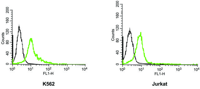 Anti-Potassium Channel K?11.1 (HERG) Extracellular?FITC