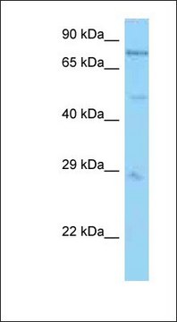 Anti-PSMC1 antibody produced in rabbit
