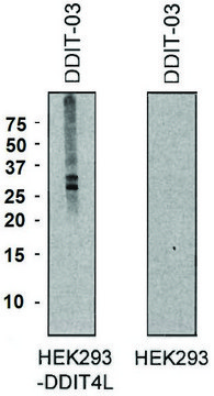 Monoclonal Anti-DDIT4L antibody produced in