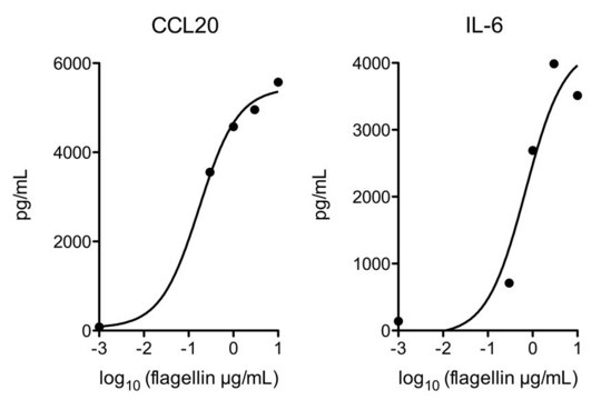 Flagellin from Salmonella typhimurium
