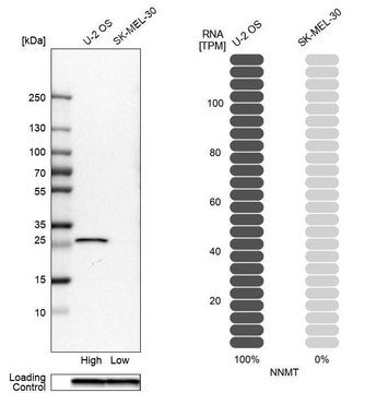 Anti-NNMT antibody produced in rabbit
