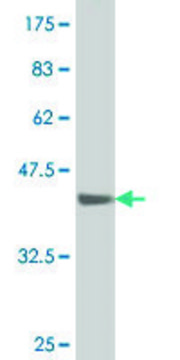 ANTI-SMAD1 antibody produced in mouse