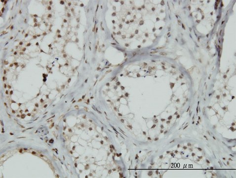 Monoclonal Anti-ZNF85 antibody produced in