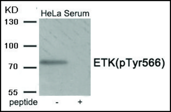 Anti-phospho-ETK (pTyr???) antibody produced in