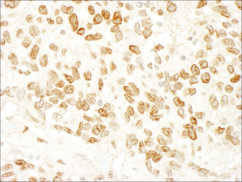 Rabbit anti-ARID4B Antibody, Affinity Purified