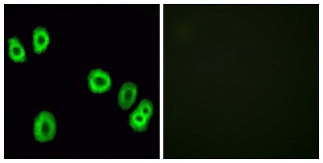 Anti-GPR18 antibody produced in rabbit