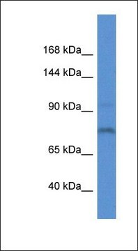 Anti-ITIH1 antibody produced in rabbit