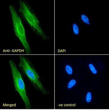 Anti-GAPDH, C-Terminal antibody produced in