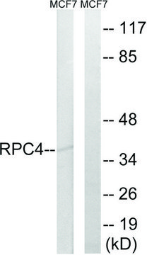 Anti-RPC4, C-Terminal antibody produced in