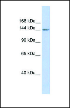 Anti-RBL1 antibody produced in rabbit