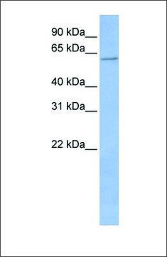 Anti-CYP2C19 antibody produced in rabbit