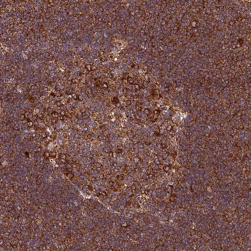 Anti-RPL36 antibody produced in rabbit