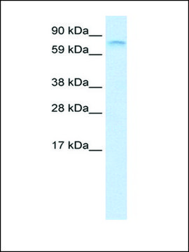 Anti-FUBP1 antibody produced in rabbit