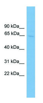 Anti-SLC6A2 antibody produced in rabbit