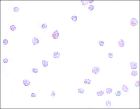 Anti-SCRN3 antibody produced in rabbit