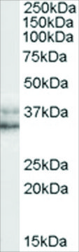 Anti-NANOG, C-Terminal antibody produced in