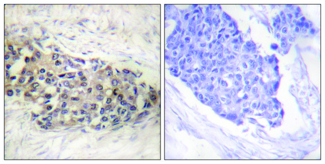 Anti-USF2 antibody produced in rabbit