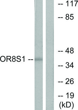 Anti-OR8S1 antibody produced in rabbit