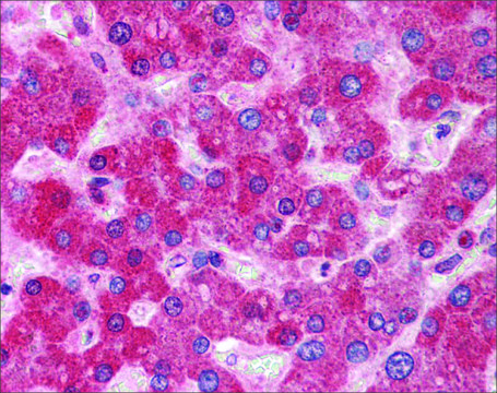 Anti-DGCR8 antibody produced in rabbit