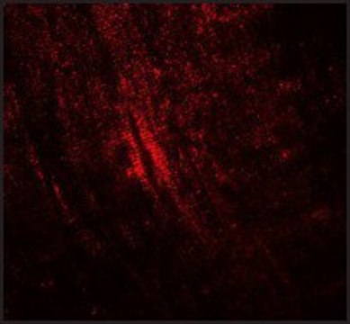 Anti-MYBPC1 antibody produced in rabbit