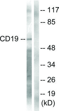 Anti-CD19 antibody produced in rabbit