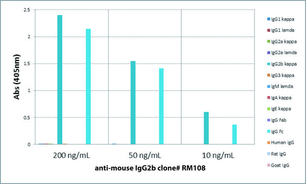 Anti-Mouse IgG2b-Biotin antibody, Rabbit monoclonal